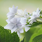紫陽花