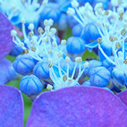 紫陽花
