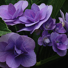 紫陽花