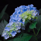 紫陽花