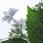 紫陽花