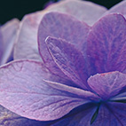 紫陽花