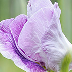 花菖蒲