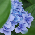 紫陽花