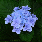 紫陽花