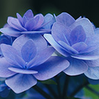 紫陽花