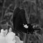 花菖蒲