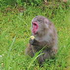 野猿