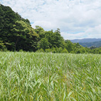 田舎