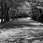 散歩道