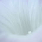 朝顔