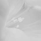 朝顔
