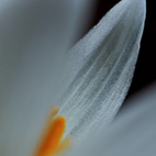 花びら