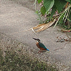 カワセミ