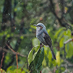 秋雨と野鳥