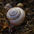 カタツムリ