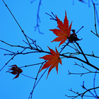 紅葉
