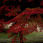 紅葉