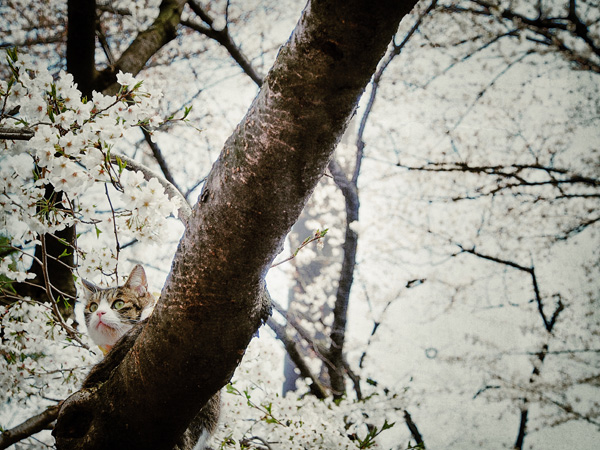 上野公園の桜