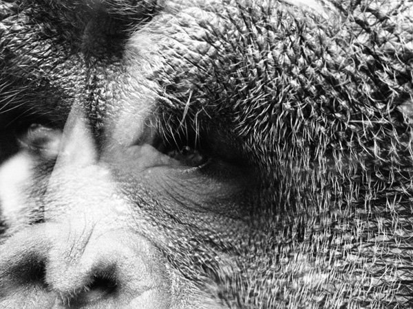 よこはま動物園ズーラシアのボルネオオランウータン