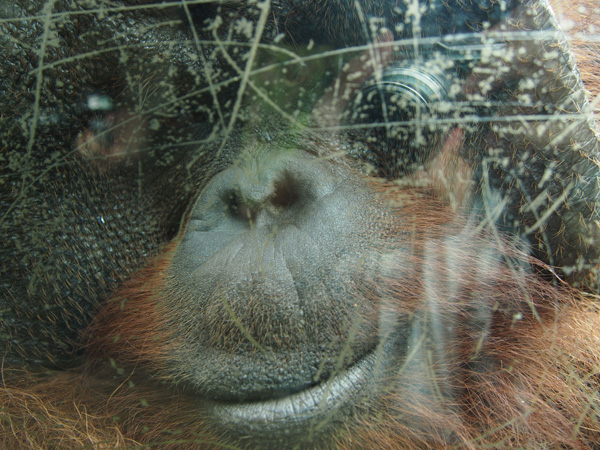 よこはま動物園ズーラシアのボルネオオランウータン