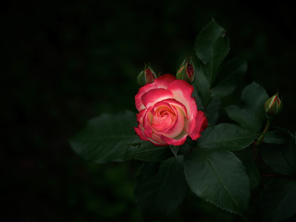 代々木公園の薔薇の花