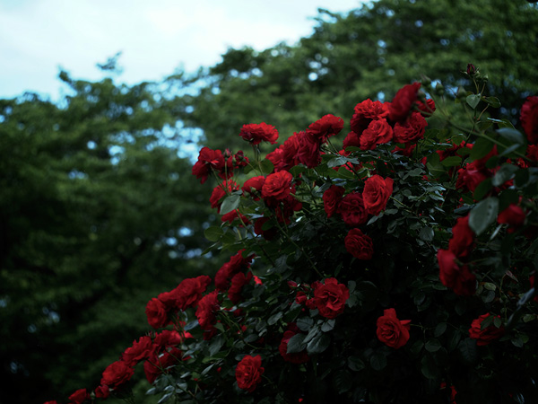 代々木公園の薔薇の花
