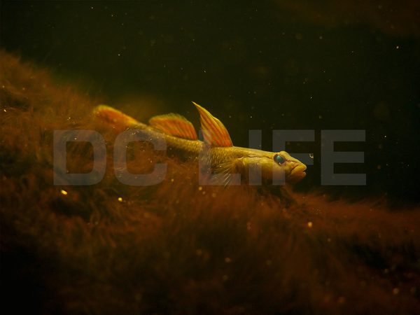魚